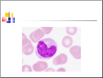 Agranulocytes