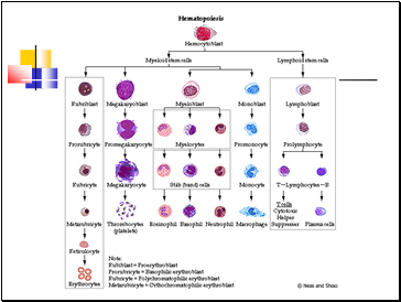 Formation of WBCs