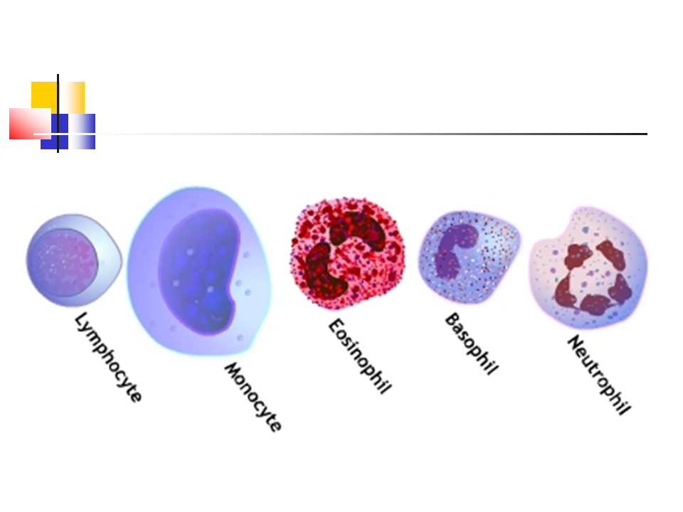 Строение лейкоцитов человека. Лейкоциты человека схема. Клетки крови лейкоциты рисунок. Эритроциты фагоциты лейкоциты. Величина лейкоцитов человека