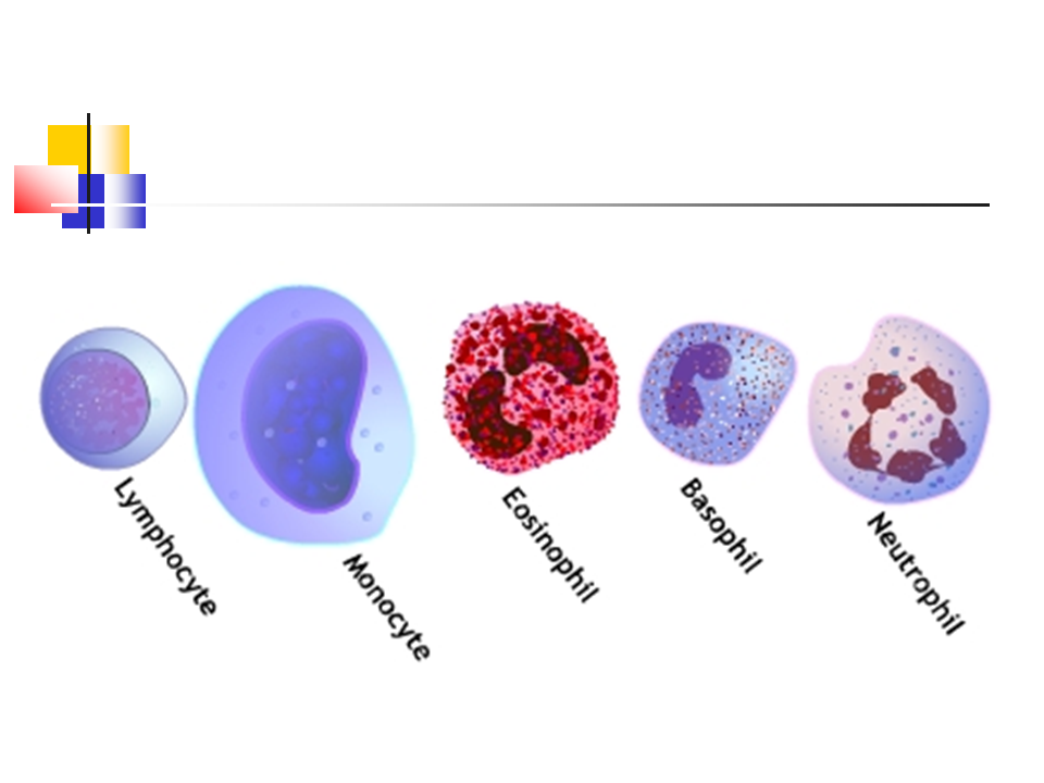 Лейкоциты в крови типы