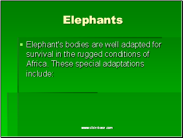 Elephants