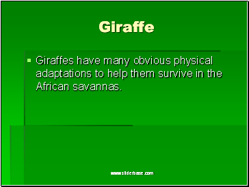 Giraffe