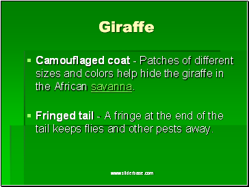 Giraffe