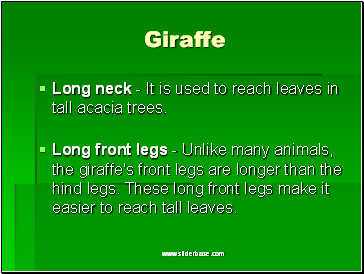 Giraffe