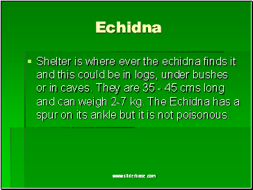 Echidna