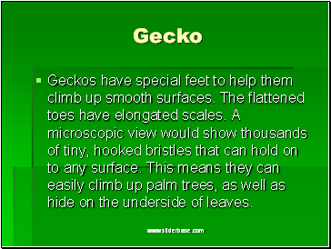 Gecko