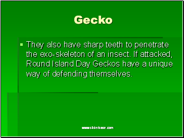 Gecko