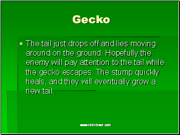 Gecko