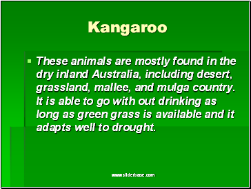 Kangaroo