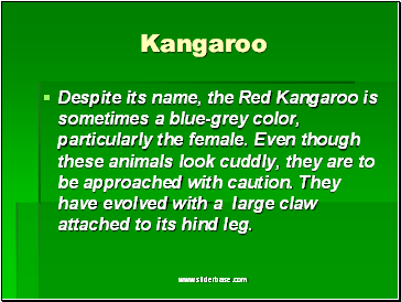 Kangaroo