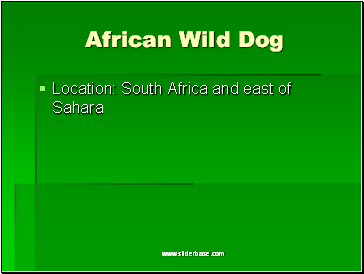 African Wild Dog