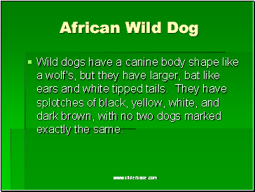 African Wild Dog