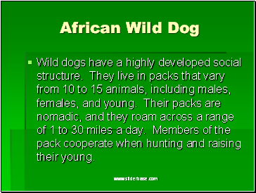 African Wild Dog