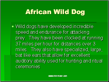 African Wild Dog