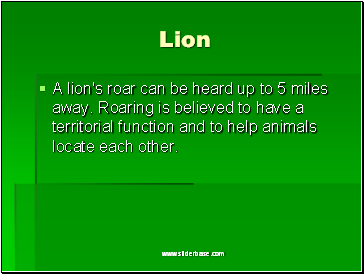 Lion