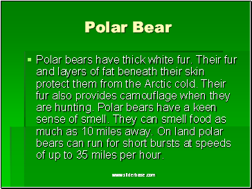 Polar Bear