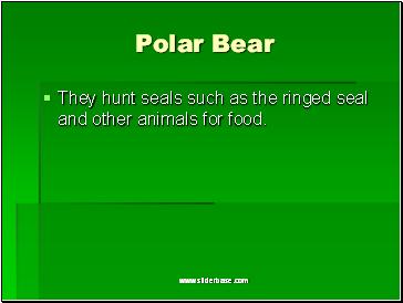 Polar Bear