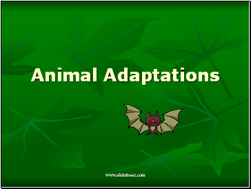 Animal Adaptations