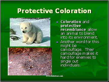 Protective Coloration