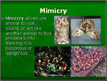 Mimicry