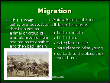 Migration