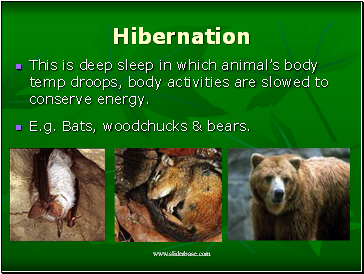 Hibernation