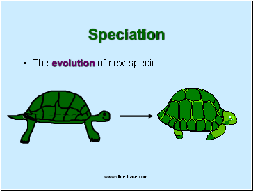 Speciation