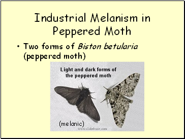 Industrial Melanism in Peppered Moth