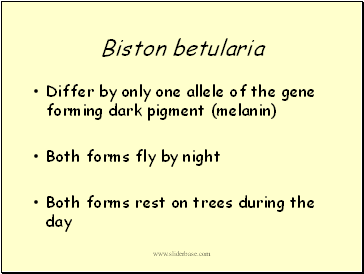 Biston betularia