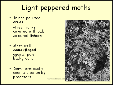 Light peppered moths
