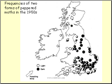 Frequencies of two forms of peppered moths in the 1950s