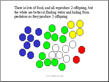 There is lots of food, and all reproduce 2 offspring, but the white are better at finding water and hiding from predators so they produce 5 offspring