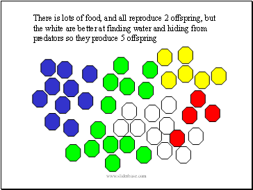 There is lots of food, and all reproduce 2 offspring, but the white are better at finding water and hiding from predators so they produce 5 offspring