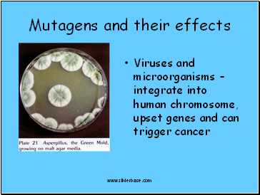 Mutagens and their effects