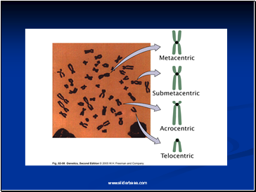 Chromosome