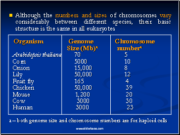 Although the numbers and sizes of chromosomes vary considerably between different species, their basic structure is the same in all eukaryotes