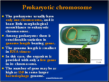 Prokaryotic chromosome