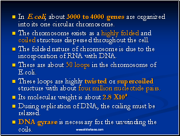 In E.coli, about 3000 to 4000 genes are organized into its one circular chromosome.