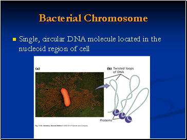 Bacterial Chromosome