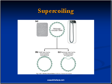 Supercoiling