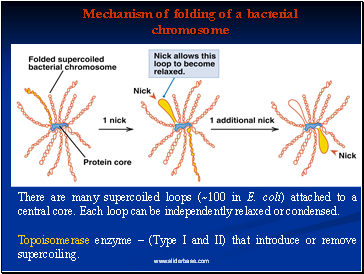 Mechanism of folding of a bacterial chromosome