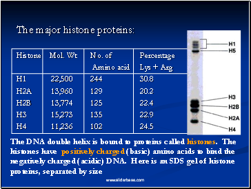 The major histone proteins: