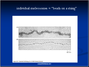 individual nucleosomes = “beads on a string”