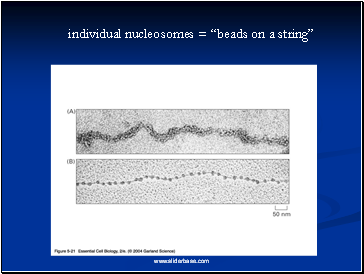 individual nucleosomes = beads on a string