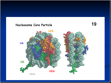 Chromosome