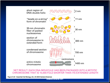 Chromosome