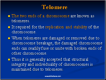 Telomere