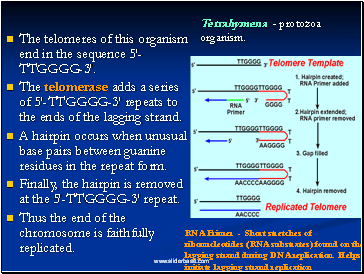 The telomeres of this organism end in the sequence 5'-TTGGGG-3'.