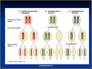 Chromosome