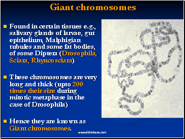 Found in certain tissues e.g., salivary glands of larvae, gut epithelium, Malphigian tubules and some fat bodies, of some Diptera (Drosophila, Sciara, Rhyncosciara)